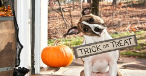 Dog sitting at a doorway with a tilted head, holding a “Trick or Treat” sign in its mouth next to a pumpkin.