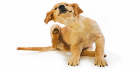 Golden retriever puppy sitting on a white background, mid-scratch behind its ear with a content expression.