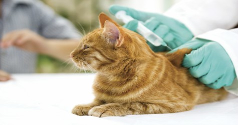 Orange tabby cat lying calmly on a table while a veterinarian in green gloves administers a shot between its shoulders.