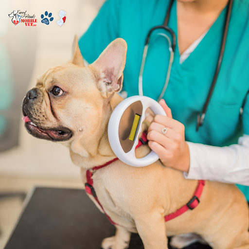 1743598957FF_blog_1 French Bulldog in a red harness gets scanned with a microchip reader by a vet wearing teal scrubs and a stethoscope.